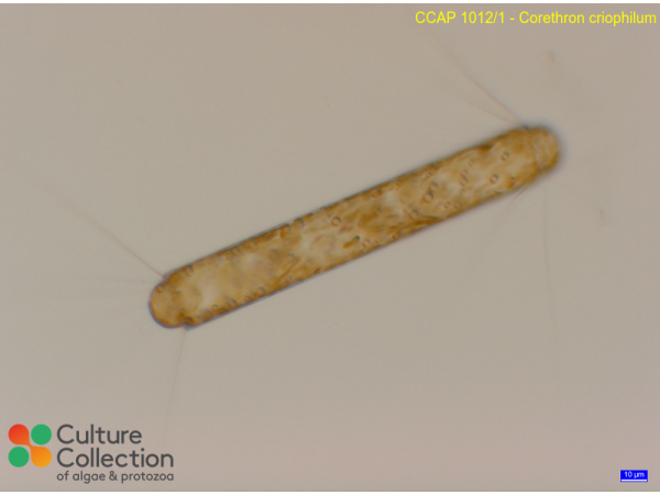 Corethron criophilum
