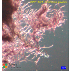 Acrochaetium parvulum