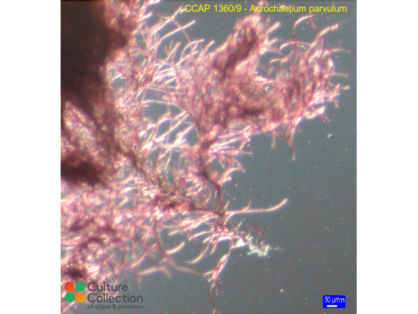 Acrochaetium parvulum