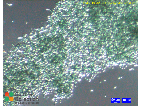 Chroodactylon ornatum