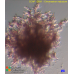 Acrochaetium reductum