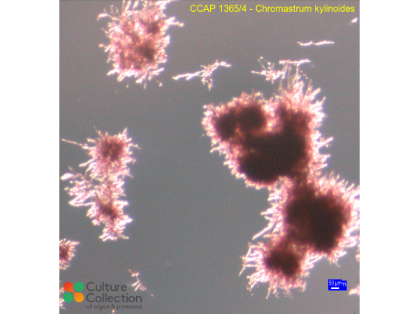 Acrochaetium reductum