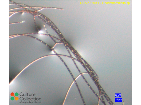 Rhodothamniella sp.