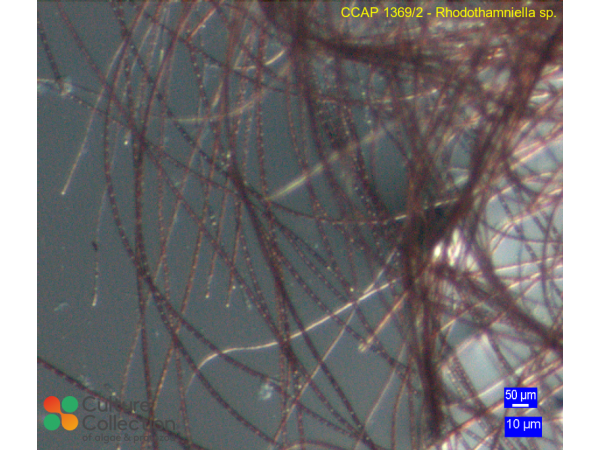Rhodothamniella sp.