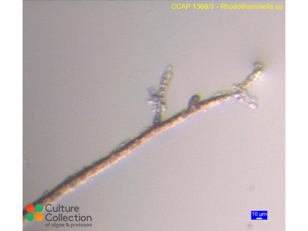 Rhodothamniella sp.