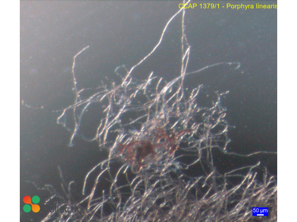 Porphyra linearis