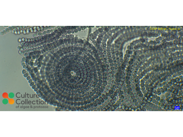 Nostoc sp.