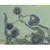 Nostoc sp.