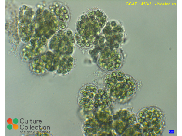 Nostoc sp.