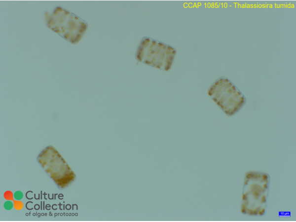 Thalassiosira tumida