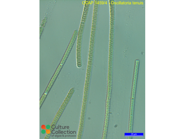 Oscillatoria tenuis
