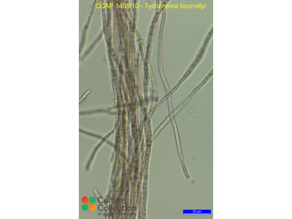 Tychonema bourrellyi