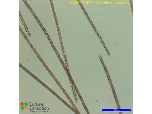 Oscillatoria rubescens