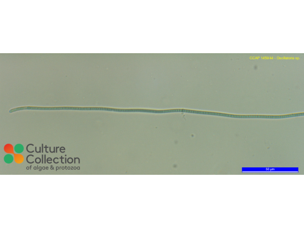 Oscillatoria sp.