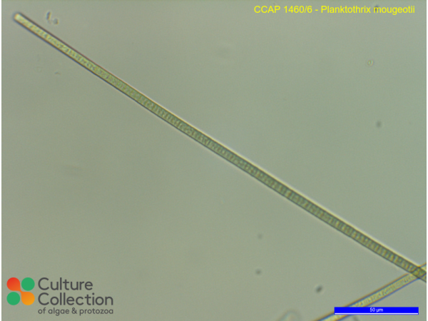 Planktothrix mougeotii