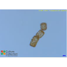 Thalassiosira aff. antarctica