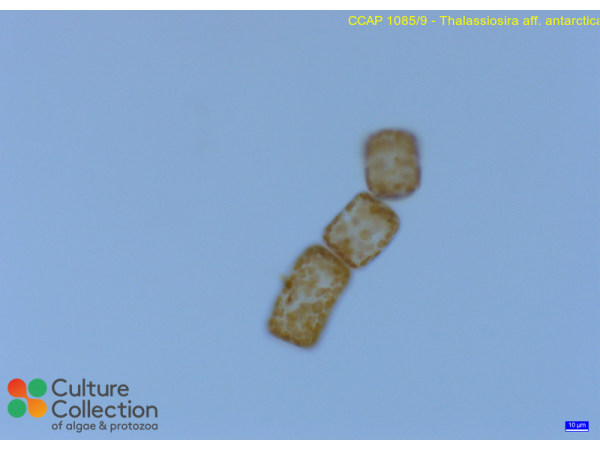 Thalassiosira aff. antarctica