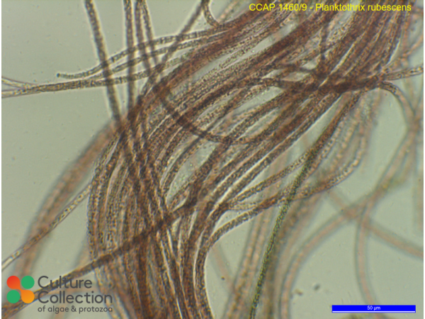 Planktothrix rubescens