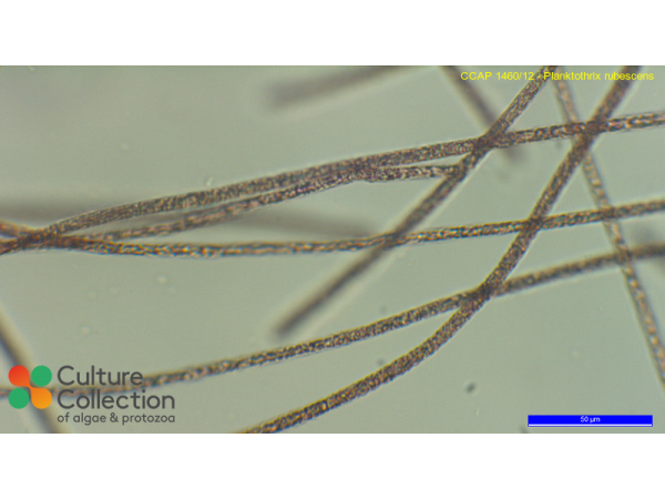 Planktothrix rubescens