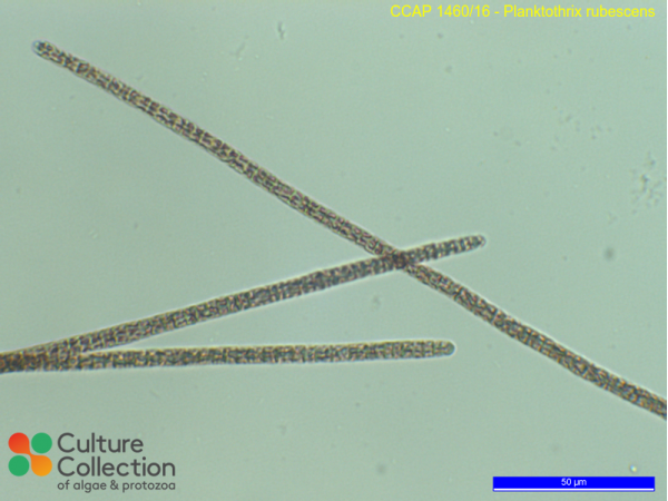Planktothrix rubescens