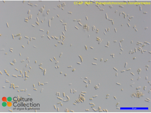 Pseudostichococcus monallantoides