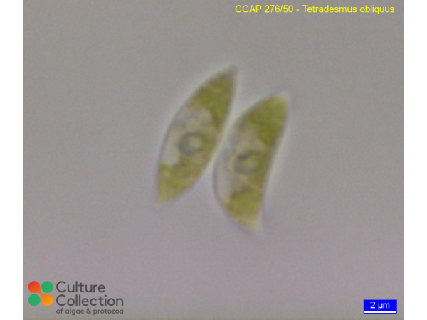 Tetradesmus obliquus