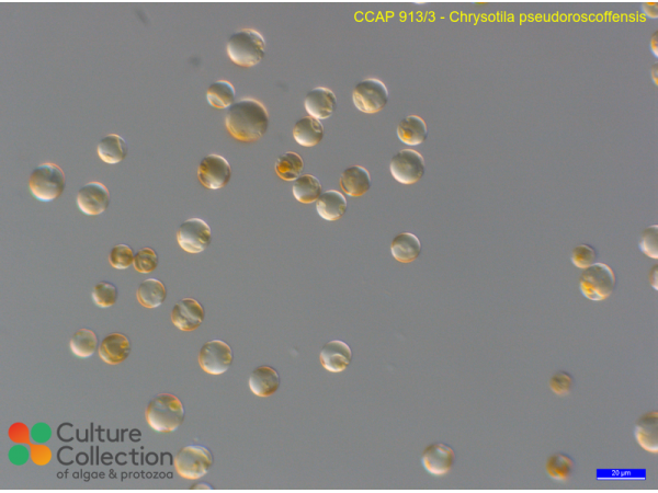 Chrysotila pseudoroscoffensis Chrysotila pseudoroscoffensis