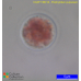 Porphyridium purpureum