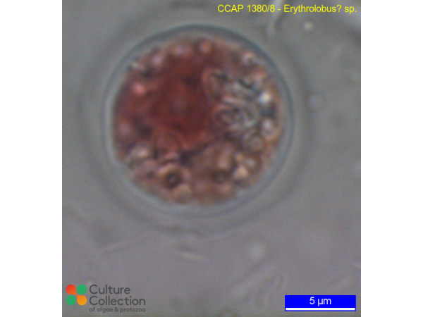 Erythrolobus australicus