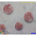 Erythrolobus australicus