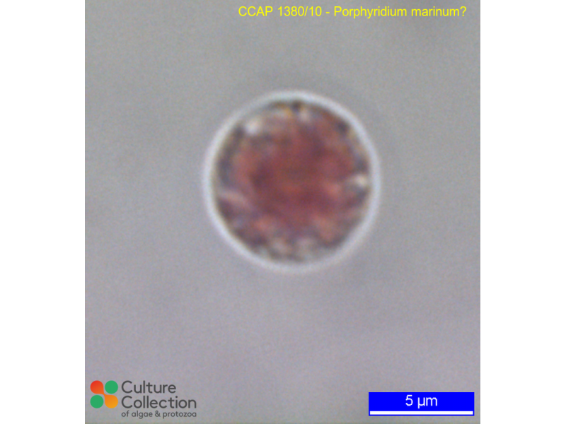 Porphyridium marinum