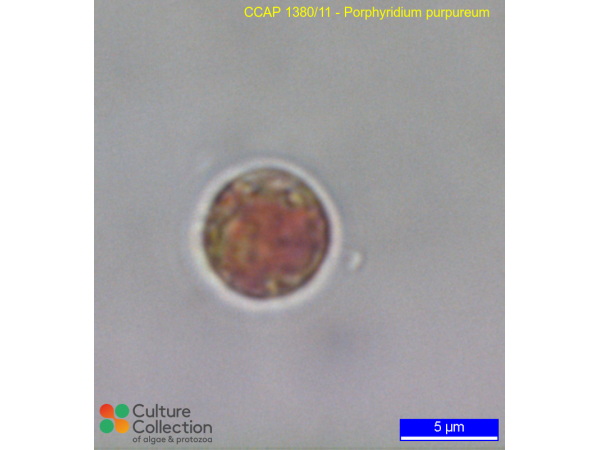 Porphyridium purpureum