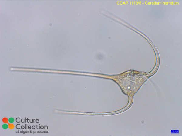 Ceratium horridum