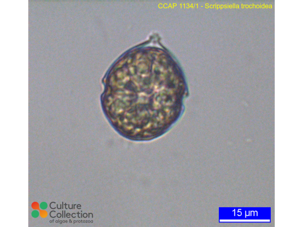 Scrippsiella trochoidea