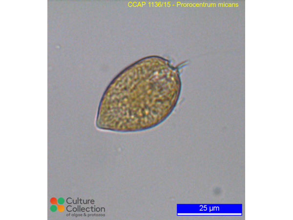 Prorocentrum micans