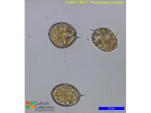Prorocentrum micans Prorocentrum micans
