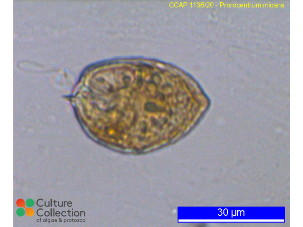 Prorocentrum micans