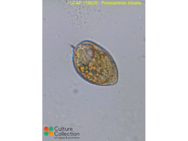 Prorocentrum micans