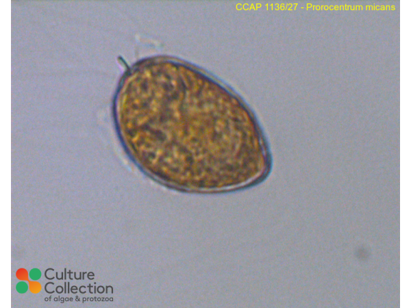 Prorocentrum micans