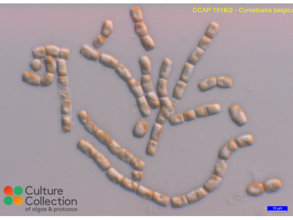 Cymatosira belgica Cymatosira belgica