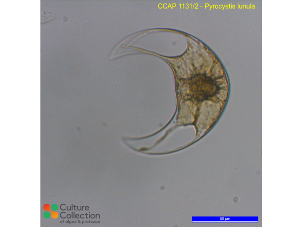 Pyrocystis lunula