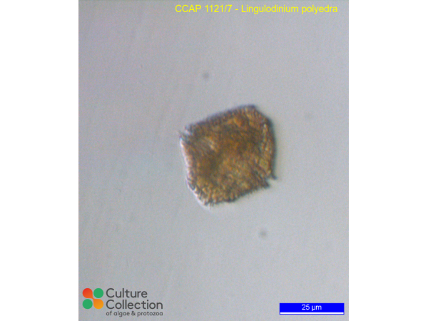 Lingulaulax polyedra