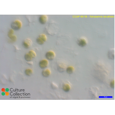 Tetraselmis tetrathele