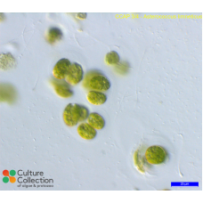 Asterococcus limneticus