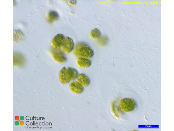 Asterococcus limneticus