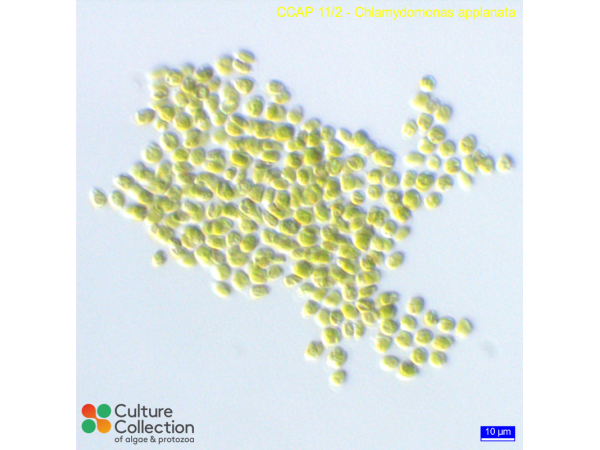 Chlamydomonas applanata