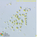 Chlamydomonas applanata