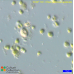 Chlamydomonas applanata