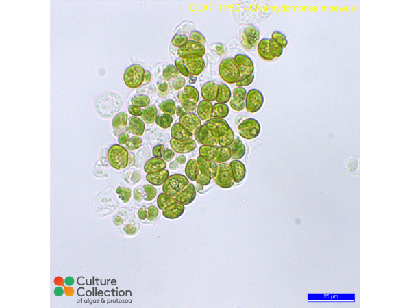 Chlamydomonas moewusii