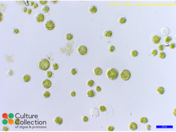 Chlamydomonas hydra